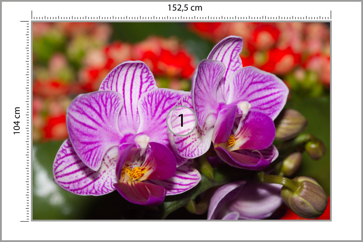 Fototapeta Optyczna Orchidea 3D 152,5 × 104 cm – podgląd kadru