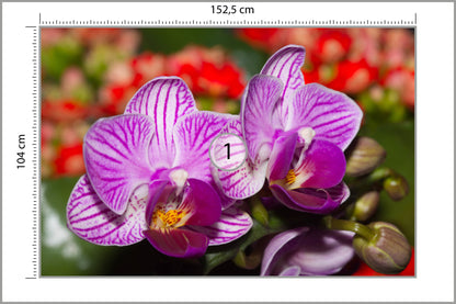 Fototapeta Optyczna Orchidea 3D 152,5 × 104 cm – podgląd kadru