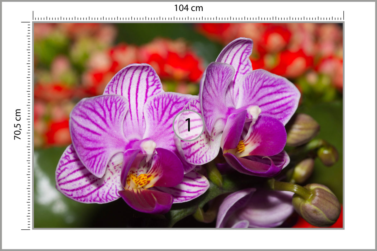 Fototapeta Optyczna Orchidea 3D 104 × 70,5 cm – podgląd kadru