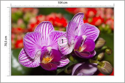 Fototapeta Optyczna Orchidea 3D 104 × 70,5 cm – podgląd kadru