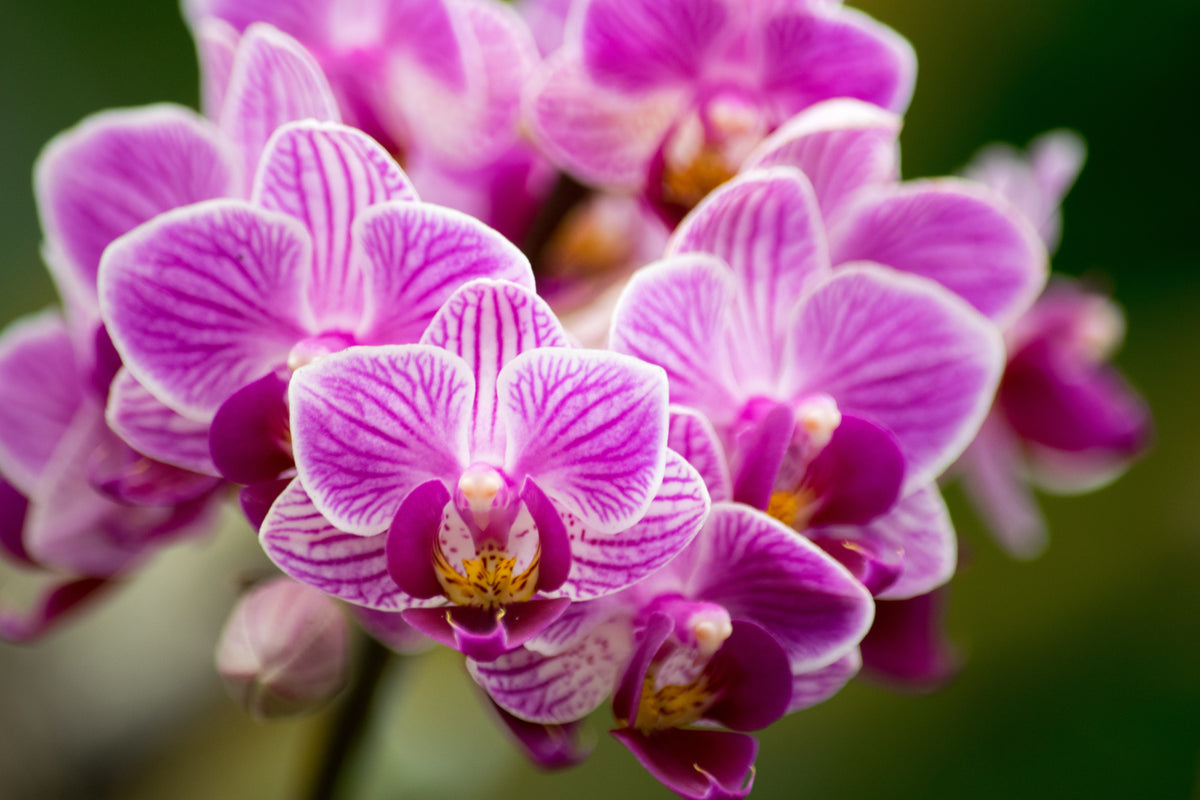 Fototapeta Bukiet Orchidei – wzór