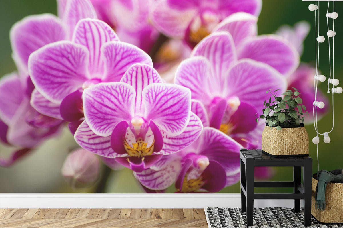 Fototapeta Bukiet Orchidei – aranżacja wnętrza