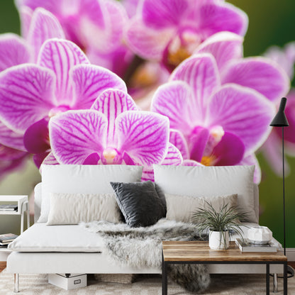 Fototapeta Bukiet Orchidei – aranżacja wnętrza