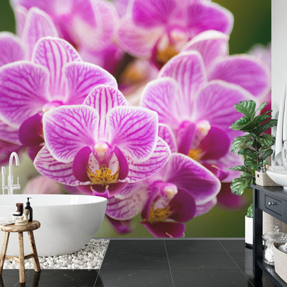 Fototapeta Bukiet Orchidei – aranżacja wnętrza