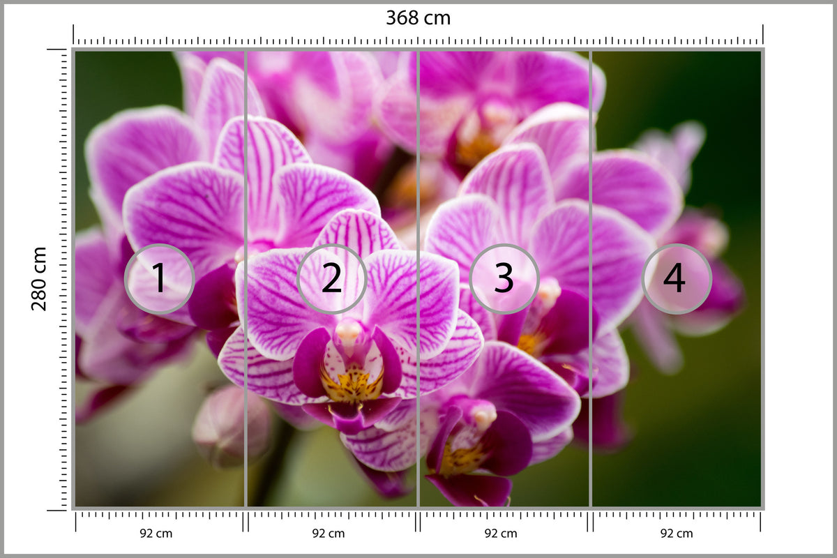 Fototapeta Bukiet Orchidei 368 × 280 cm – podgląd kadru