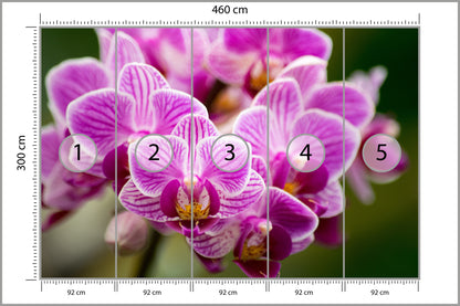 Fototapeta Bukiet Orchidei 460 × 300 cm – podgląd kadru