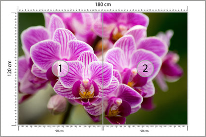 Fototapeta Bukiet Orchidei 180 × 120 cm – podgląd kadru