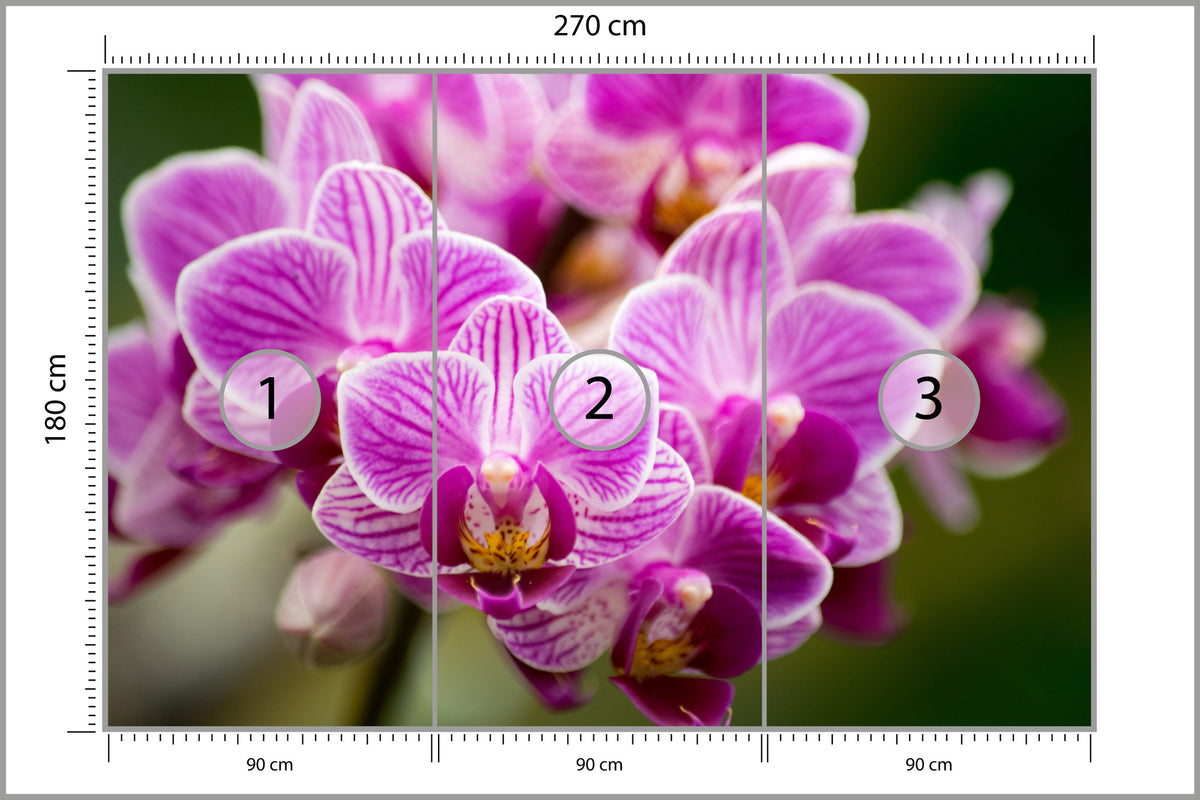 Fototapeta Bukiet Orchidei 270 × 180 cm – podgląd kadru