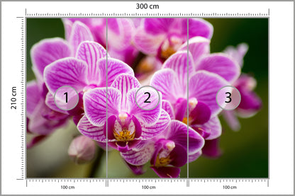 Fototapeta Bukiet Orchidei 300 × 210 cm – podgląd kadru