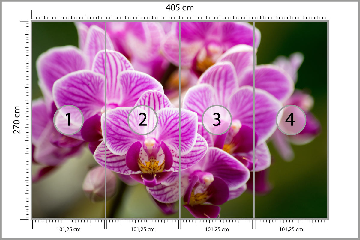 Fototapeta Bukiet Orchidei 405 × 270 cm – podgląd kadru