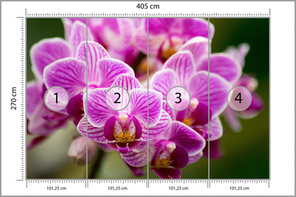 Fototapeta Bukiet Orchidei 405 × 270 cm – podgląd kadru
