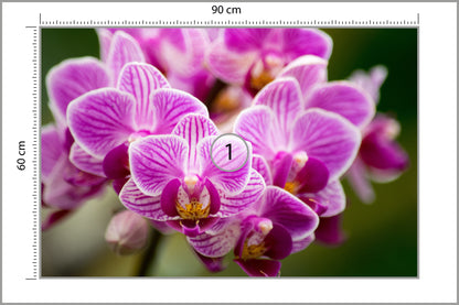 Fototapeta Bukiet Orchidei 90 × 60 cm – podgląd kadru