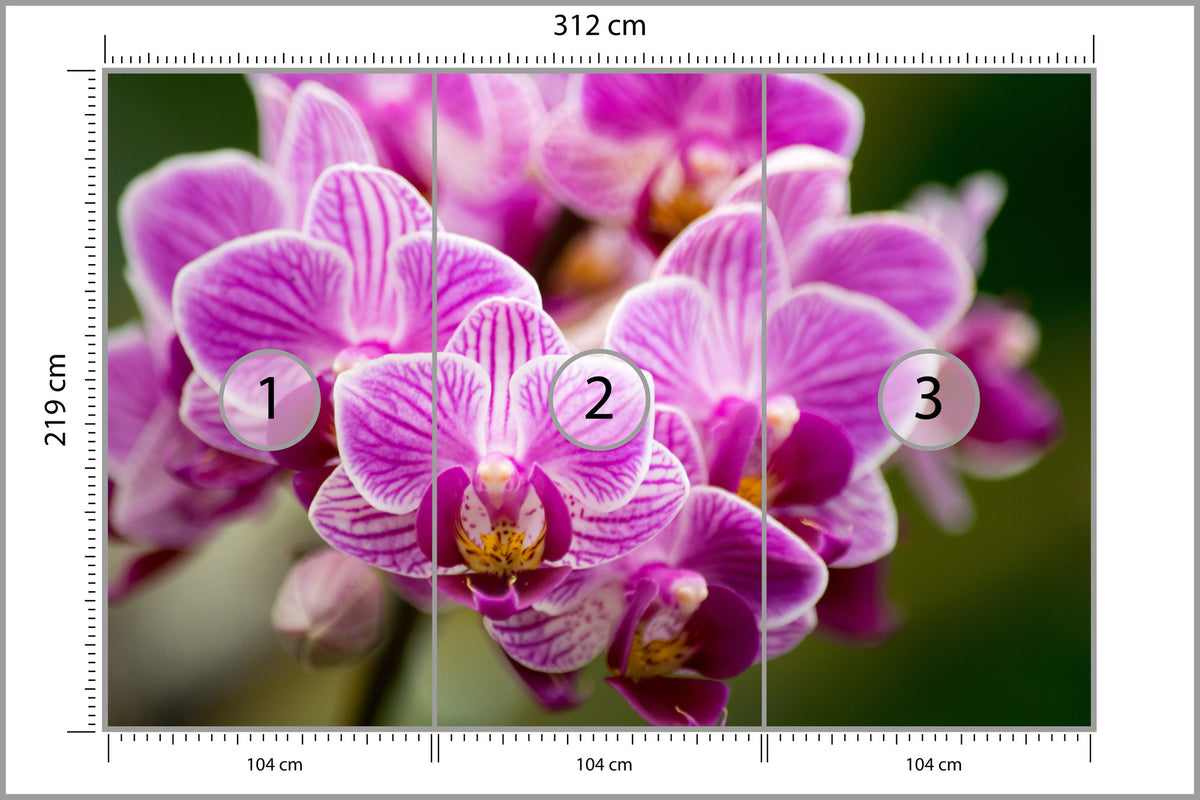 Fototapeta Bukiet Orchidei 312 × 219 cm – podgląd kadru