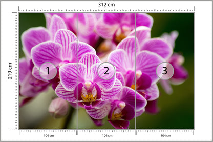 Fototapeta Bukiet Orchidei 312 × 219 cm – podgląd kadru