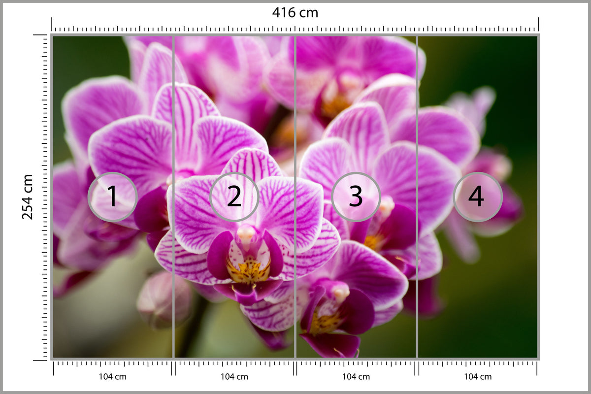 Fototapeta Bukiet Orchidei 416 × 254 cm – podgląd kadru