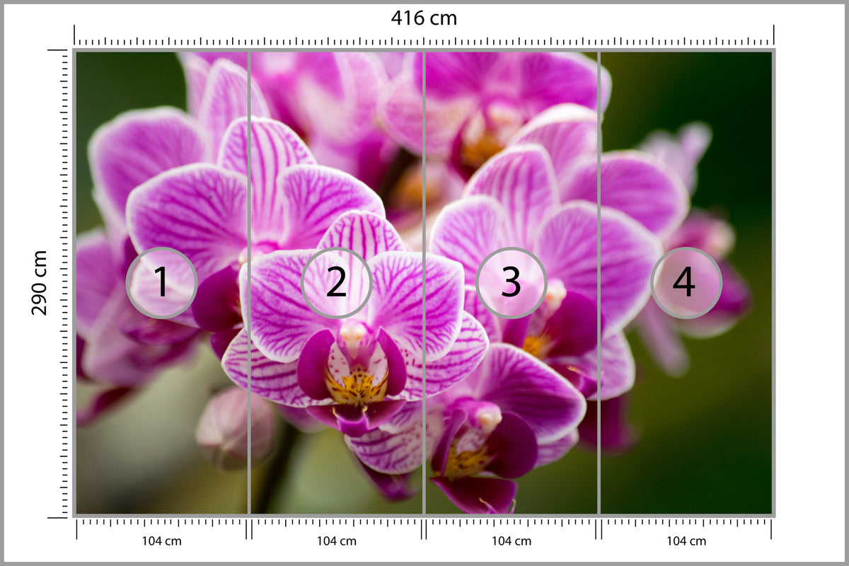 Fototapeta Bukiet Orchidei 416 × 290 cm – podgląd kadru