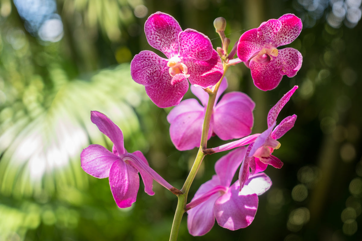 Fototapeta Piękne Orchidee Różowe Na Zielonym Tle – wzór