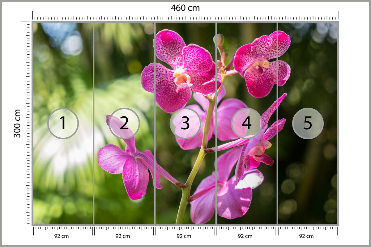 Fototapeta Piękne Orchidee Różowe Na Zielonym Tle 460 × 300 cm – podgląd kadru