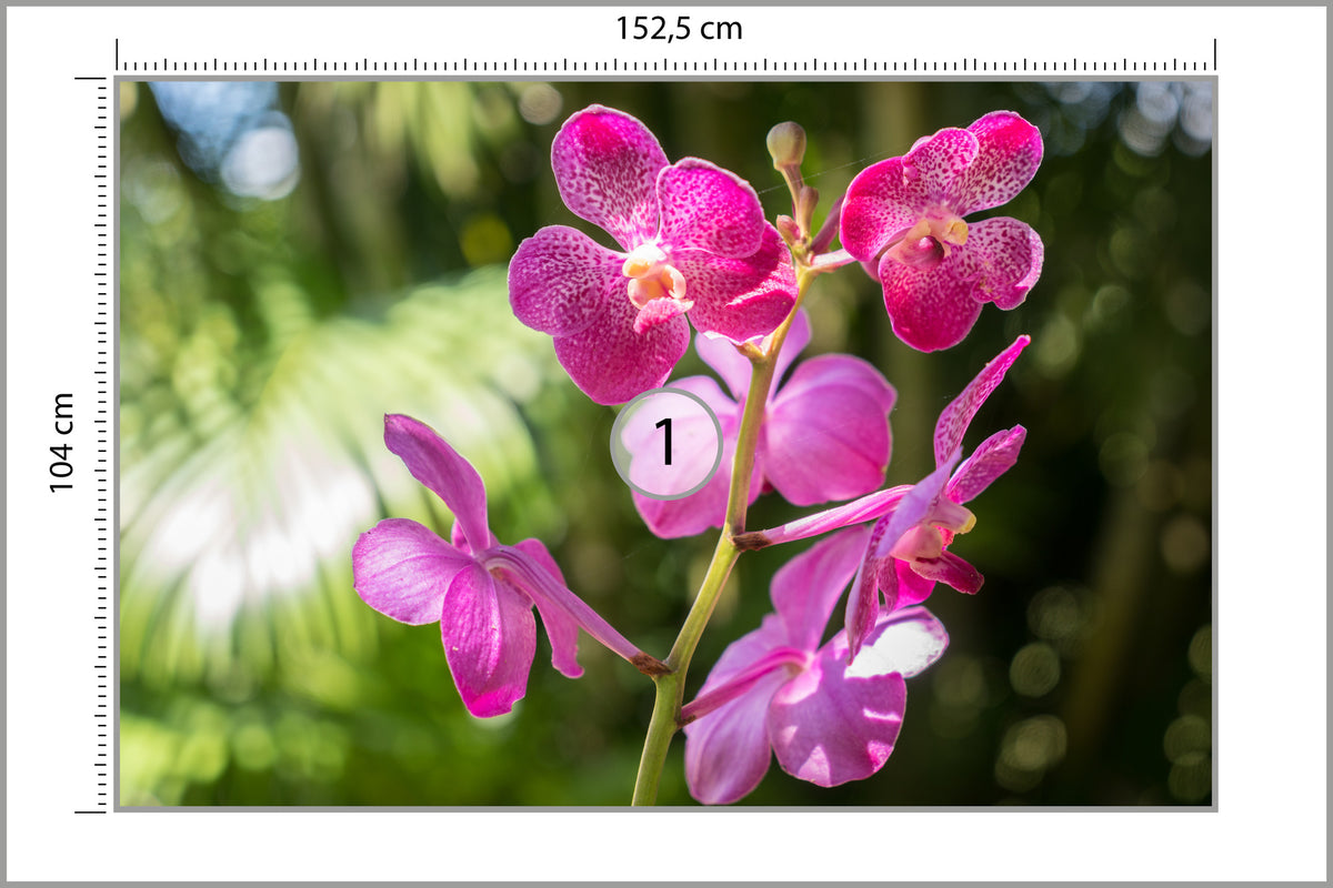 Fototapeta Piękne Orchidee Różowe Na Zielonym Tle 152,5 × 104 cm – podgląd kadru