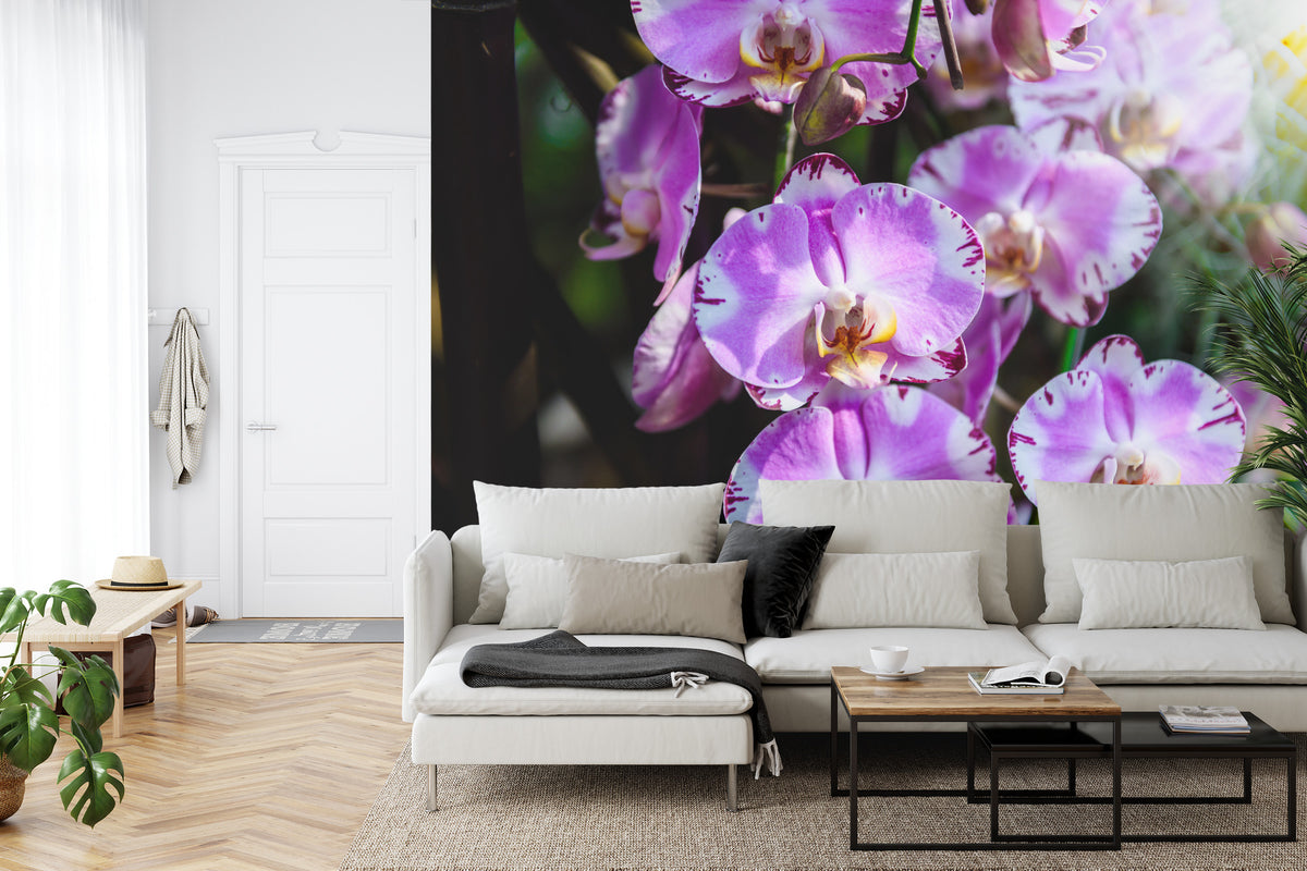 Fototapeta Piękne Orchidee Fioletowe Na Czarnym Tle – aranżacja wnętrza