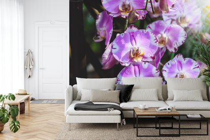 Fototapeta Piękne Orchidee Fioletowe Na Czarnym Tle – aranżacja wnętrza