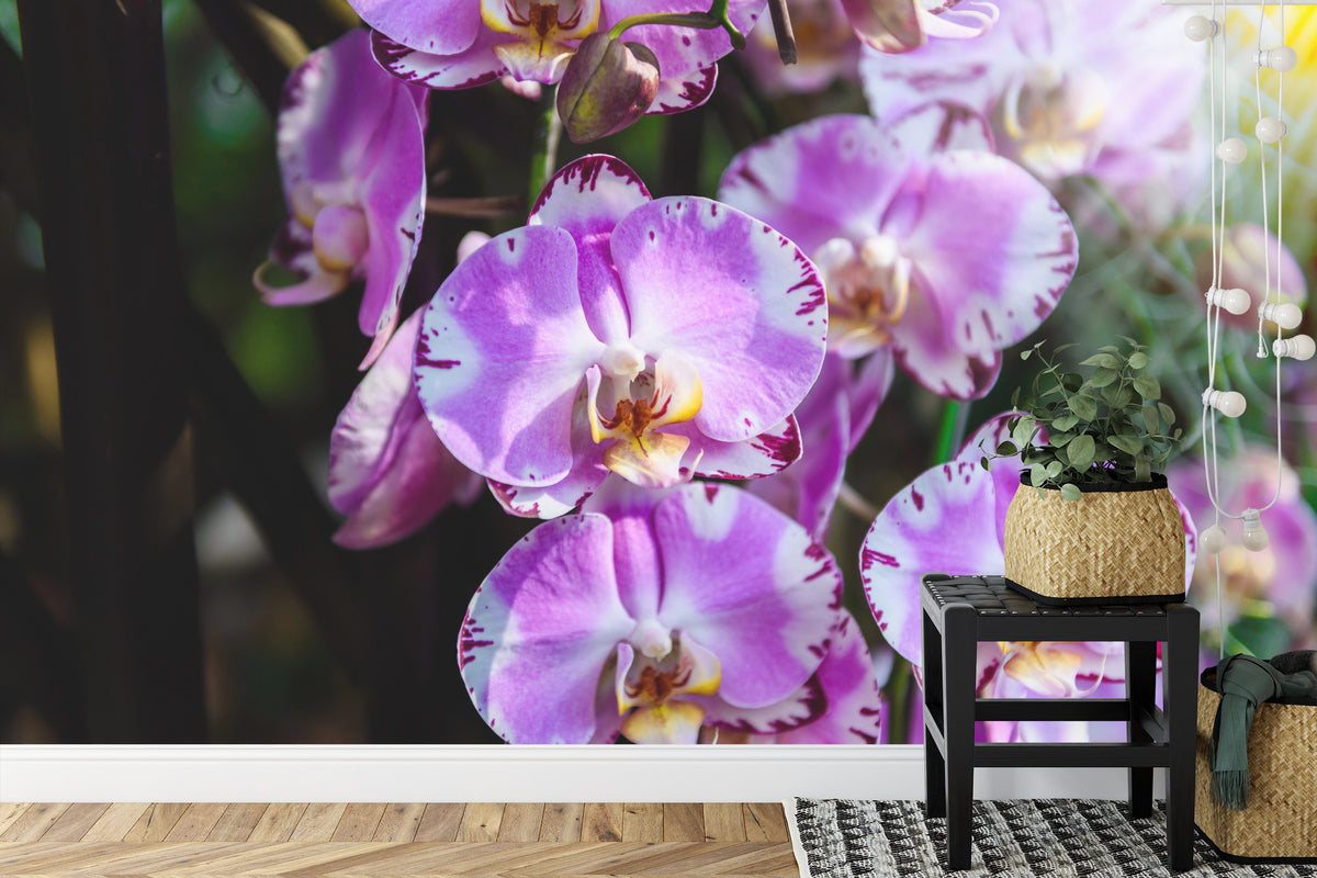 Fototapeta Piękne Orchidee Fioletowe Na Czarnym Tle – aranżacja wnętrza