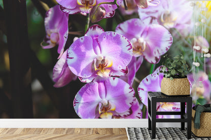 Fototapeta Piękne Orchidee Fioletowe Na Czarnym Tle – aranżacja wnętrza