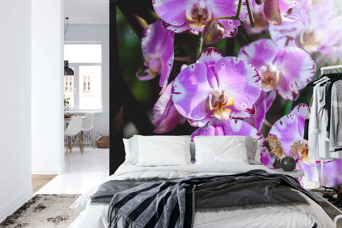 Fototapeta Piękne Orchidee Fioletowe Na Czarnym Tle – aranżacja wnętrza