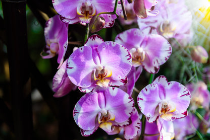 Fototapeta Piękne Orchidee Fioletowe Na Czarnym Tle – wzór