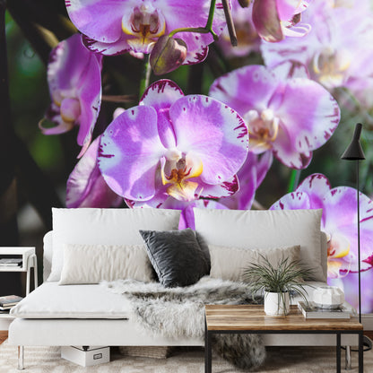 Fototapeta Piękne Orchidee Fioletowe Na Czarnym Tle – aranżacja wnętrza