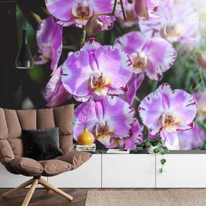 Fototapeta Piękne Orchidee Fioletowe Na Czarnym Tle – aranżacja wnętrza