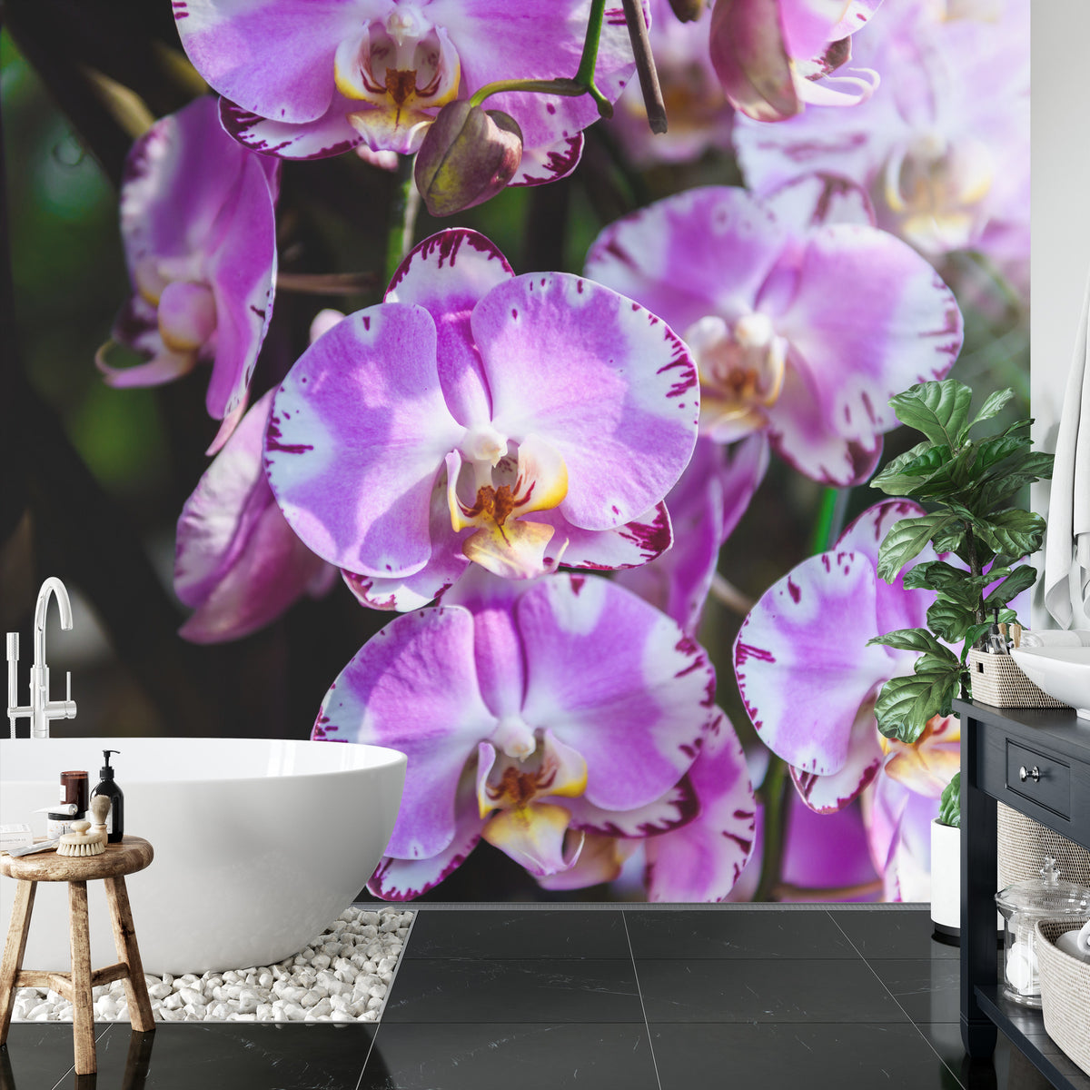 Fototapeta Piękne Orchidee Fioletowe Na Czarnym Tle – aranżacja wnętrza