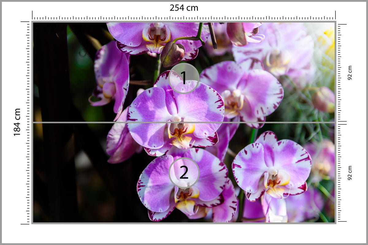 Fototapeta Piękne Orchidee Fioletowe Na Czarnym Tle 254 × 184 cm – podgląd kadru