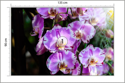Fototapeta Piękne Orchidee Fioletowe Na Czarnym Tle 135 × 90 cm – podgląd kadru