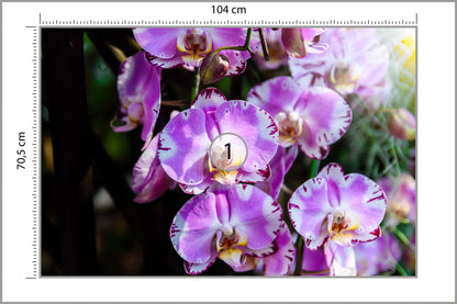 Fototapeta Piękne Orchidee Fioletowe Na Czarnym Tle 104 × 70,5 cm – podgląd kadru