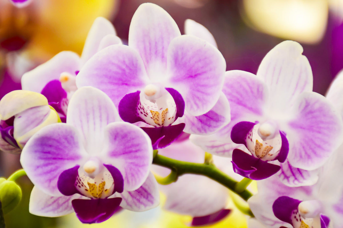 Fototapeta Tropikalna Orchidea – wzór