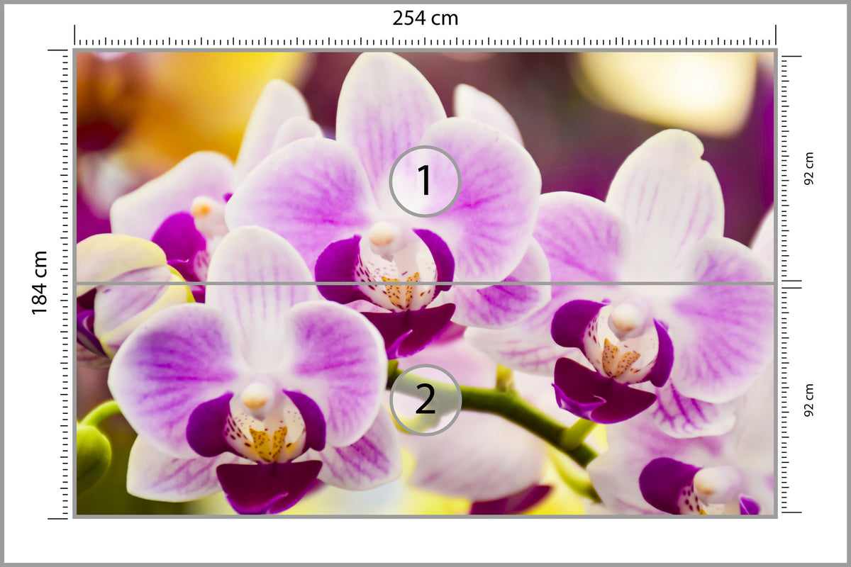 Fototapeta Tropikalna Orchidea 254 × 184 cm – podgląd kadru