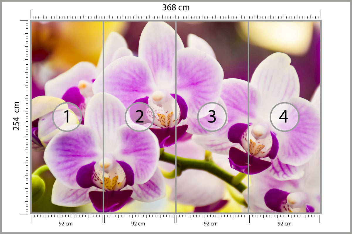 Fototapeta Tropikalna Orchidea 368 × 254 cm – podgląd kadru