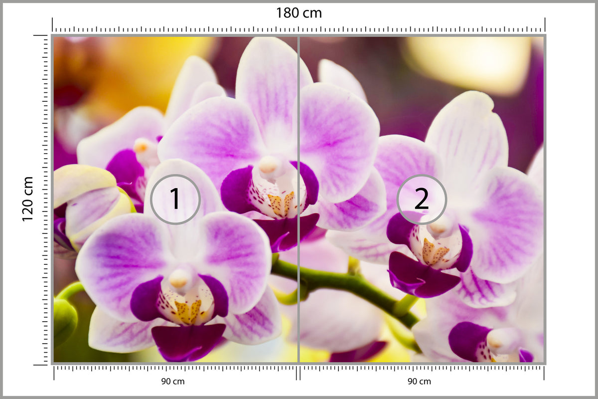 Fototapeta Tropikalna Orchidea 180 × 120 cm – podgląd kadru