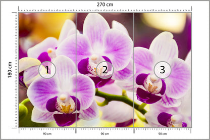 Fototapeta Tropikalna Orchidea 270 × 180 cm – podgląd kadru