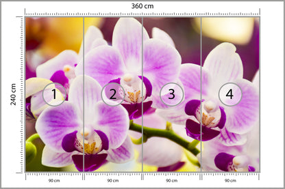 Fototapeta Tropikalna Orchidea 360 × 240 cm – podgląd kadru