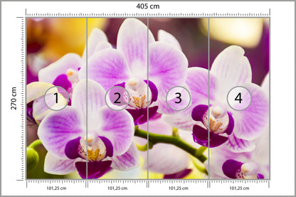 Fototapeta Tropikalna Orchidea 405 × 270 cm – podgląd kadru