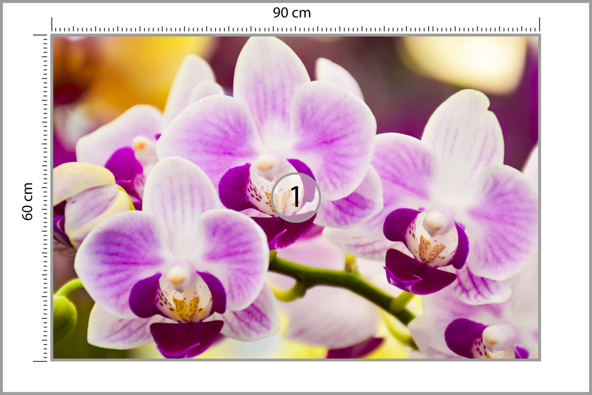 Fototapeta Tropikalna Orchidea 90 × 60 cm – podgląd kadru