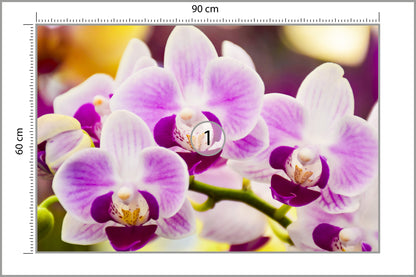Fototapeta Tropikalna Orchidea 90 × 60 cm – podgląd kadru