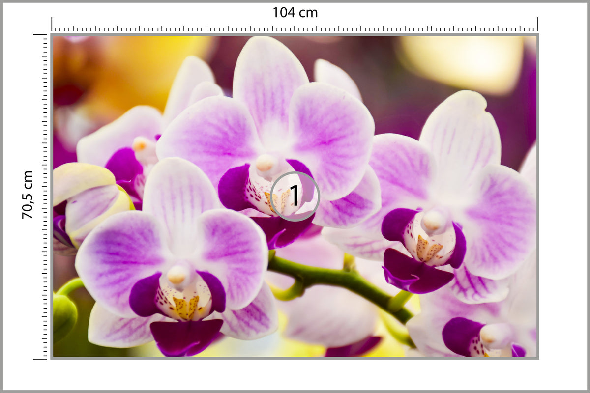 Fototapeta Tropikalna Orchidea 104 × 70,5 cm – podgląd kadru