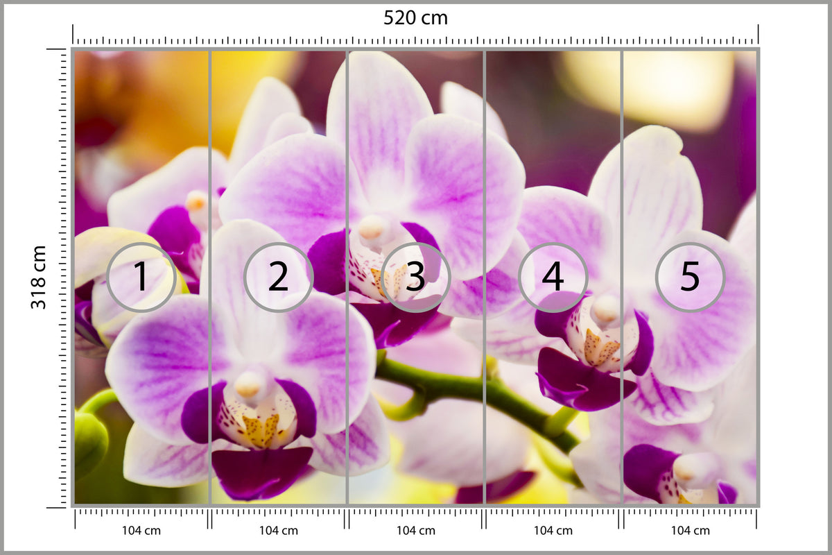 Fototapeta Tropikalna Orchidea 520 × 318 cm – podgląd kadru