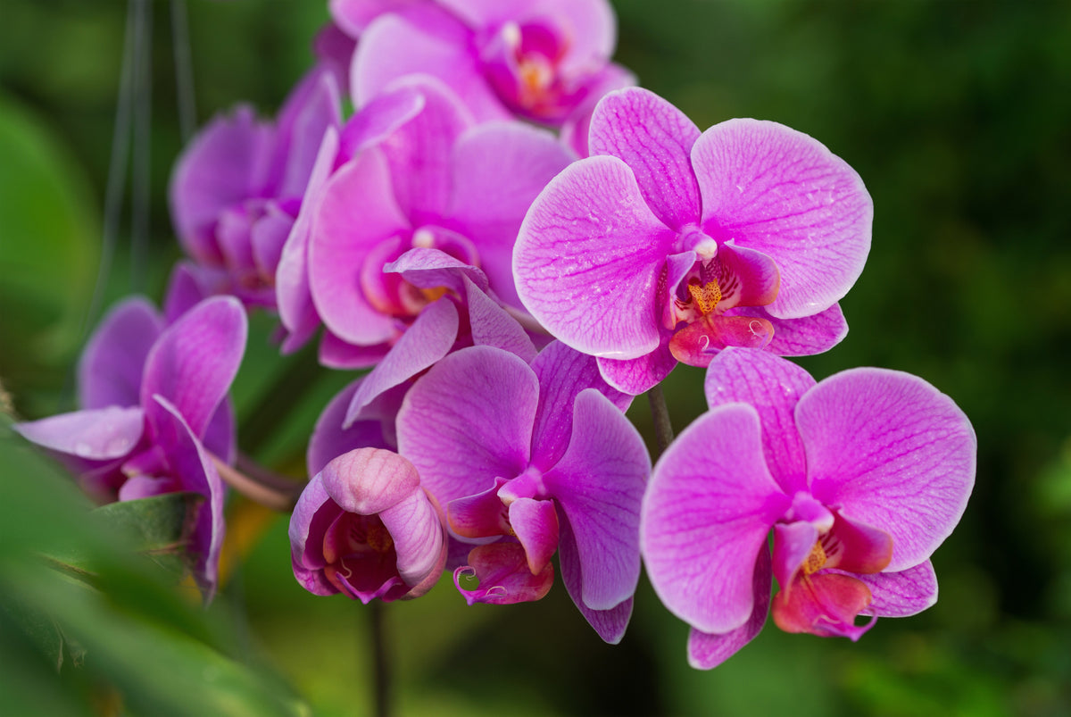 Fototapeta Kwiaty Orchidei 3D – wzór