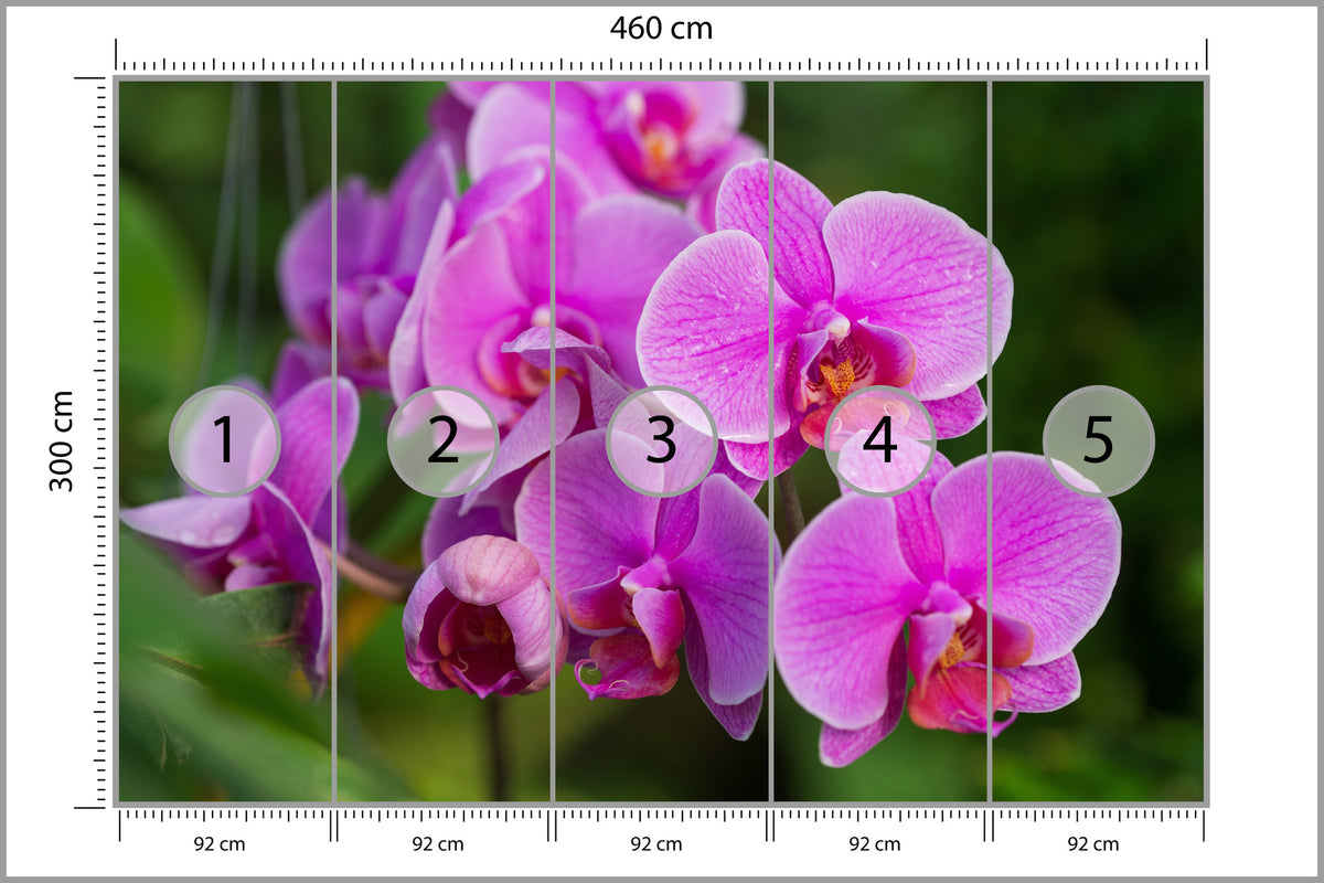 Fototapeta Kwiaty Orchidei 3D 460 × 300 cm – podgląd kadru