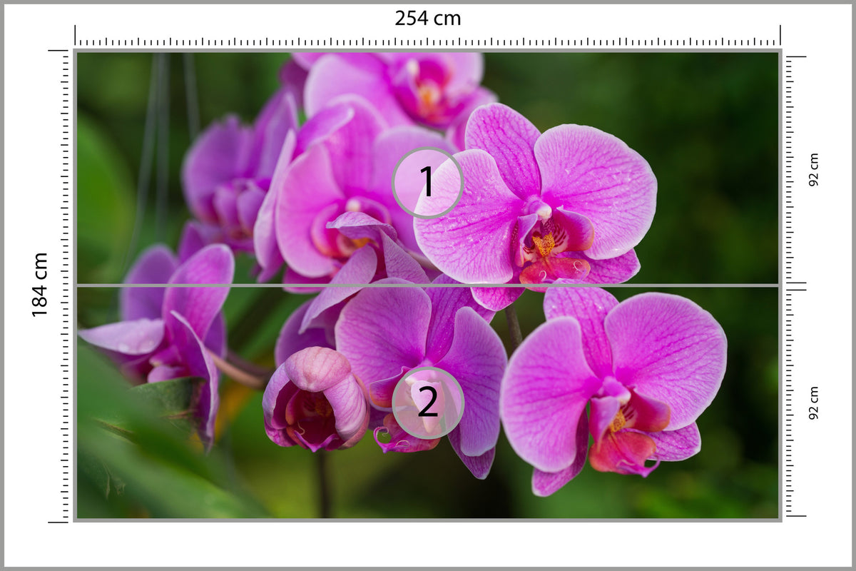 Fototapeta Kwiaty Orchidei 3D 254 × 184 cm – podgląd kadru