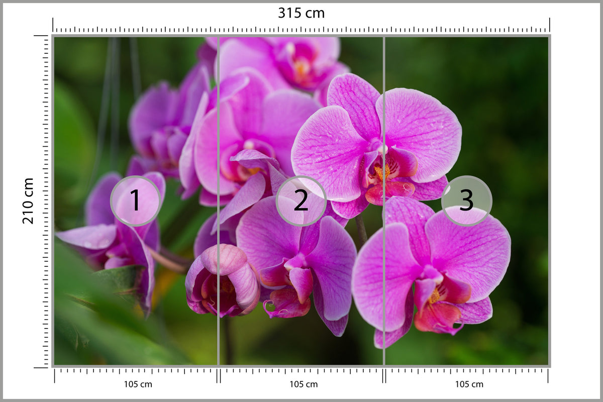 Fototapeta Kwiaty Orchidei 3D 315 × 210 cm – podgląd kadru